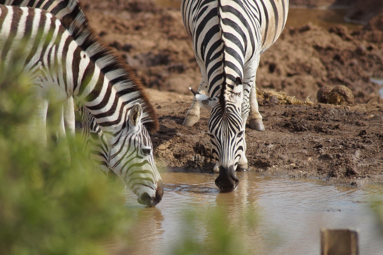 6 day flying safari from zanzibar to serengeti